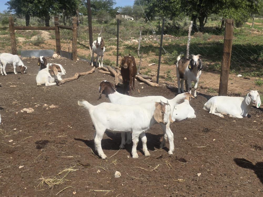 21 goats turn single mother into a community leader