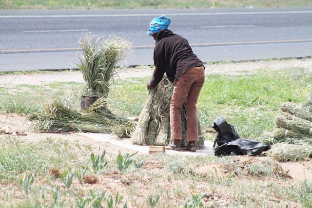 Katutura residents sell dry grass at B1 to earn a living Katutura residents sell dry grass at B1 to earn a living
