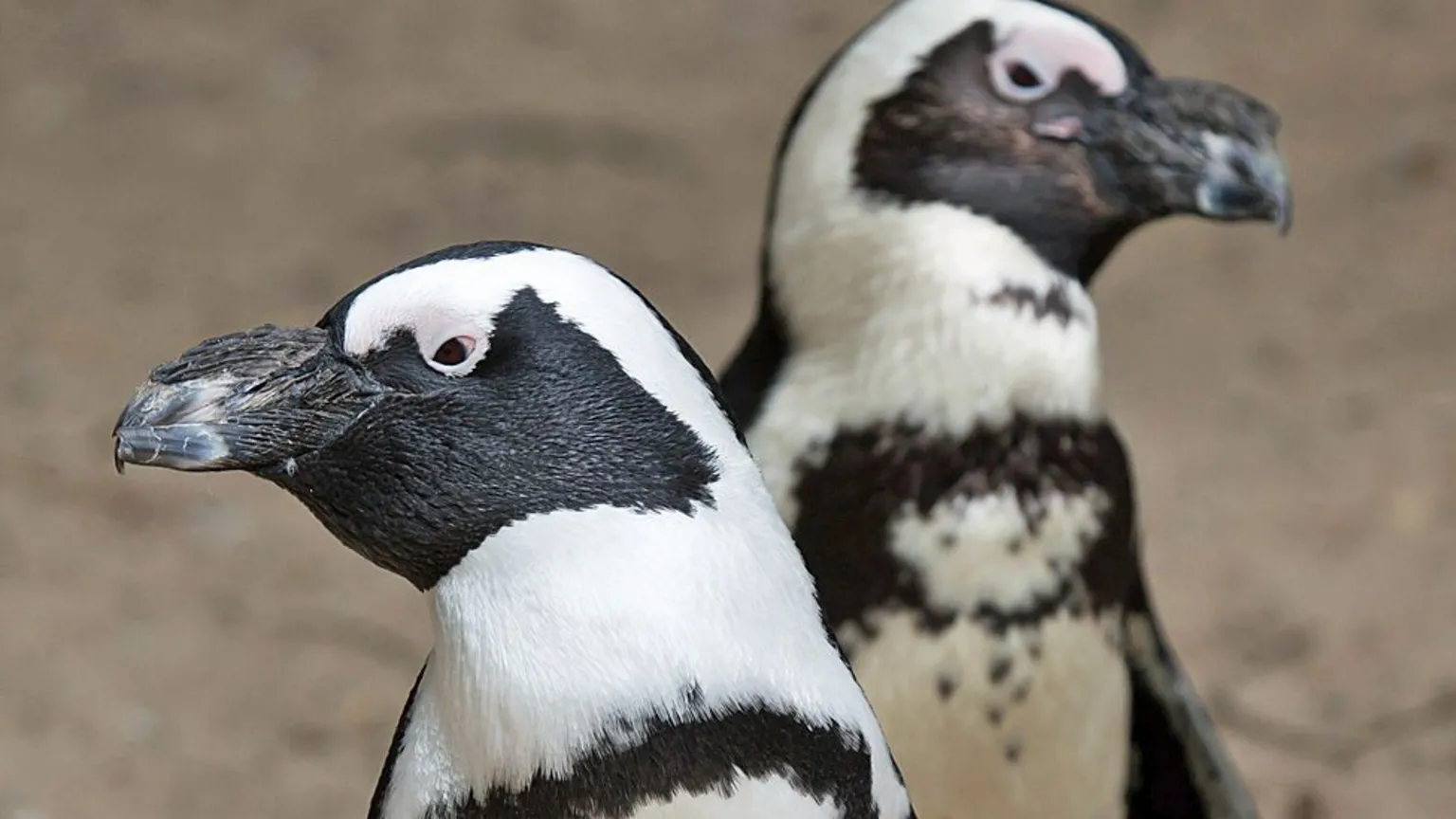 Why Namibia’s green energy dream could be a red flag for penguins