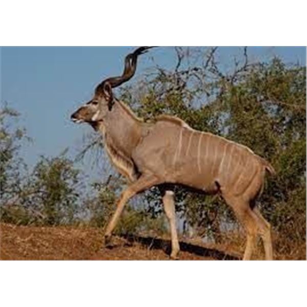 One kudu sold for N$4.5 million at Namibia game auction One kudu sold for N$4.5 million at Namibia game auction