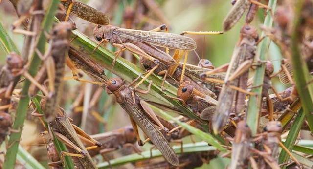 Locust outbreak spreads across Erongo, Hardap areas Locust outbreak spreads across Erongo, Hardap areas